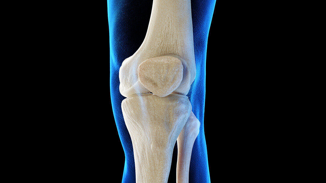 Anterior skeletal knee, illustration
