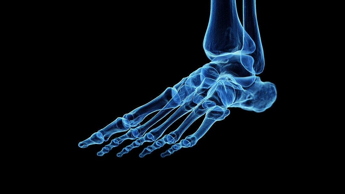 Skeletal anatomy of the foot, illustration