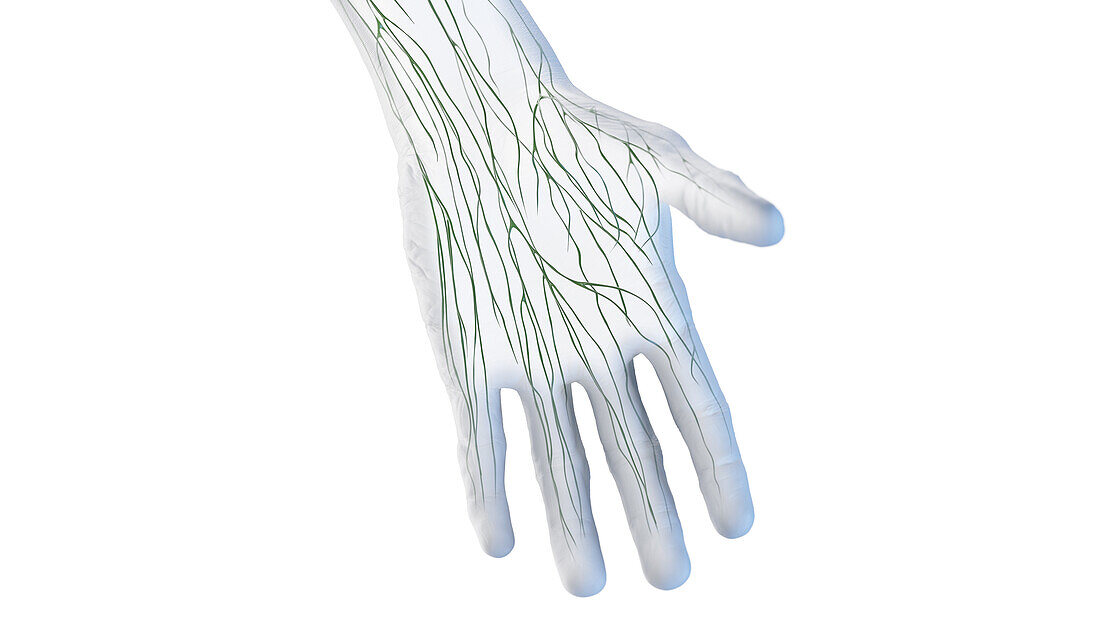 Lymphatic vessels of the hand, illustration