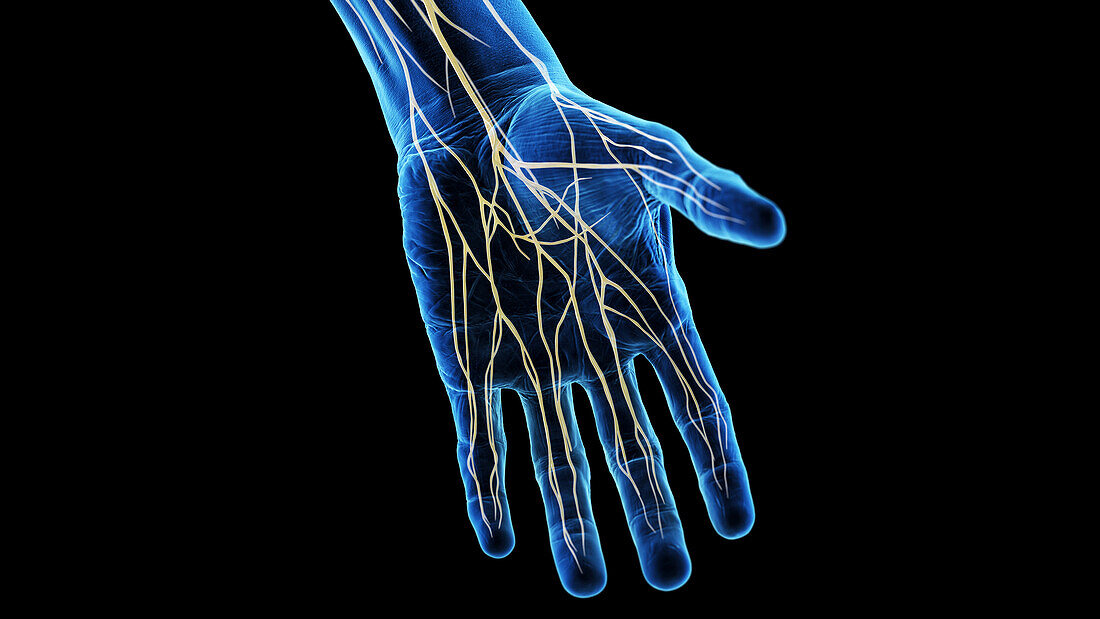 Nerves of the hand, illustration