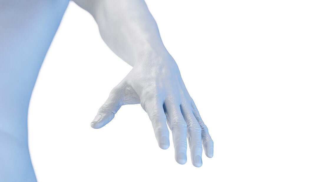 Human hand, illustration