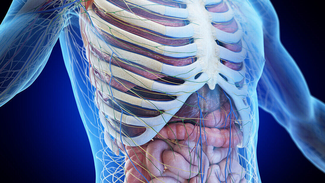 Liver and thorax anatomy, illustration