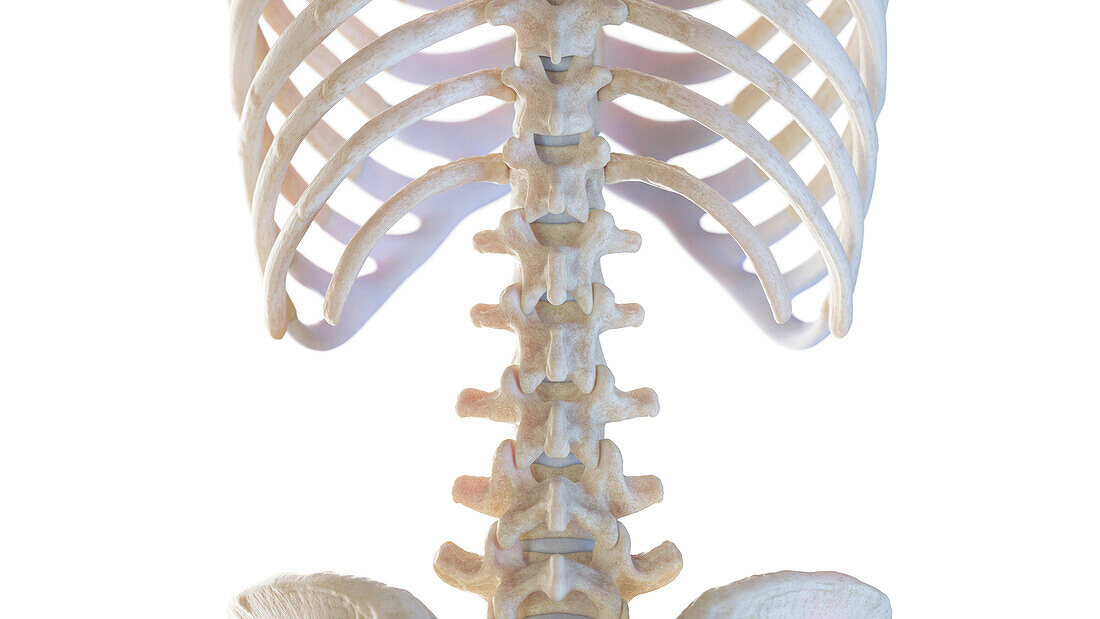 Posterior lumbar spine, illustration