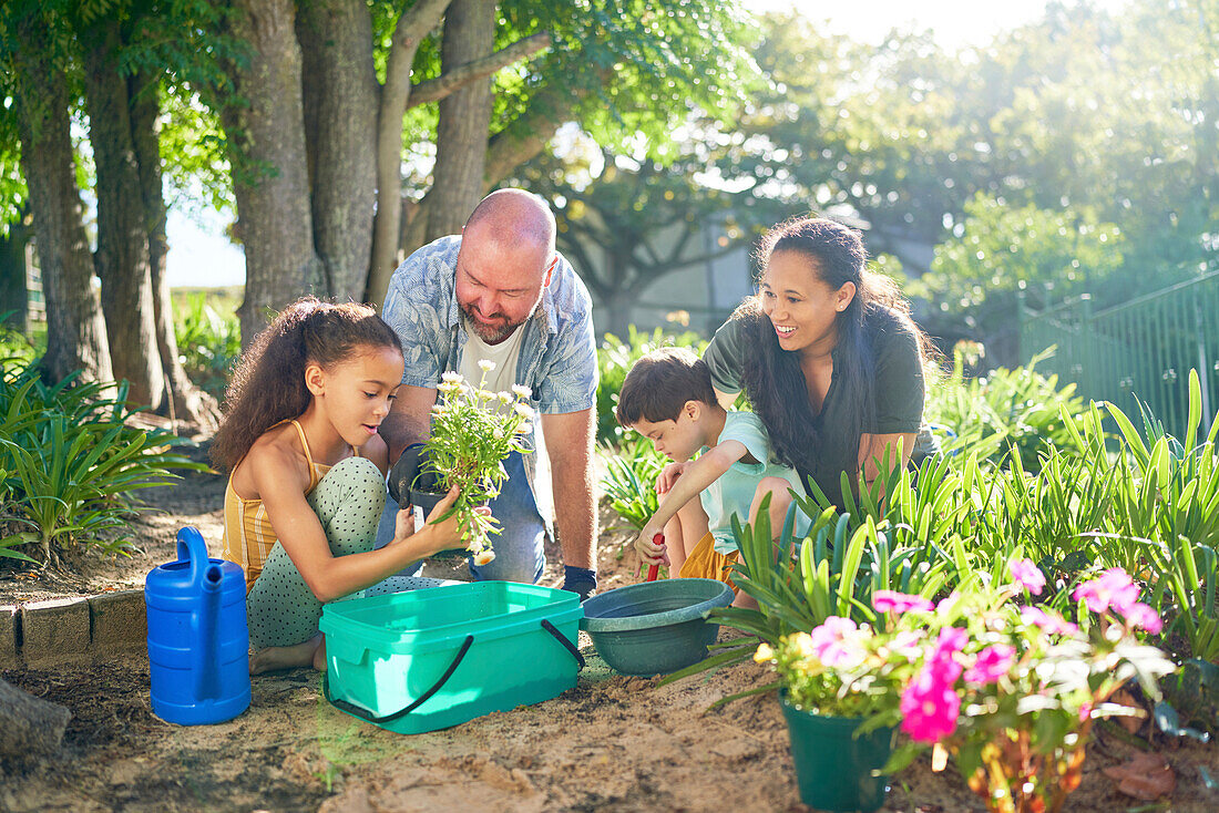 Family planting flowers in sunny garden