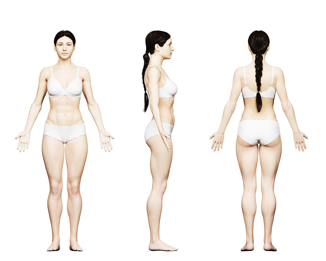 Fit female body, illustration