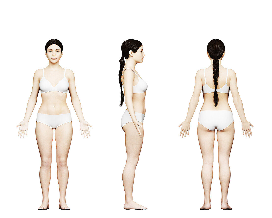 Short female body, illustration