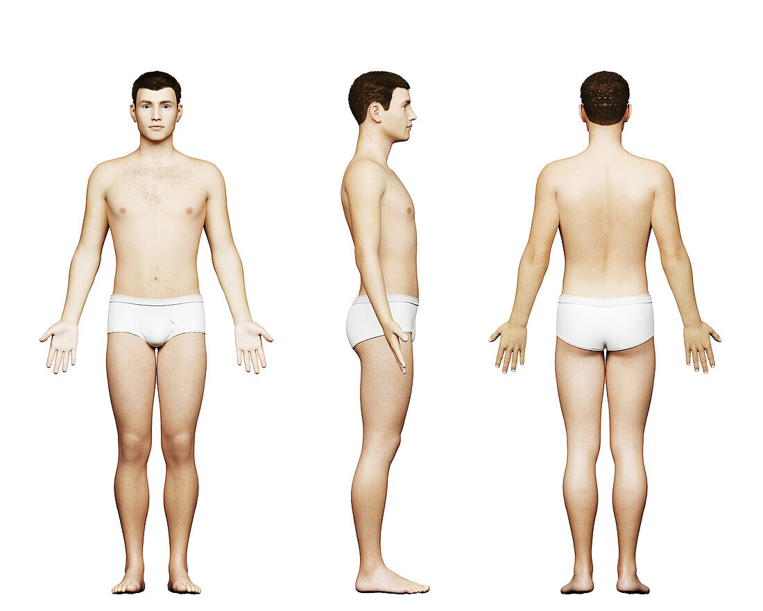 Male body, illustration