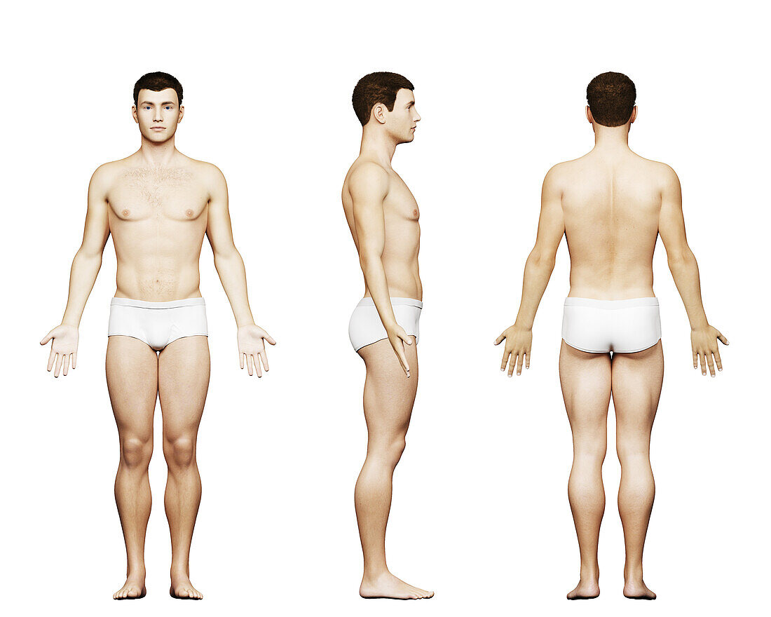 Fit male body, illustration