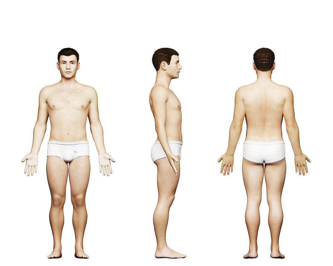 Short male body, illustration