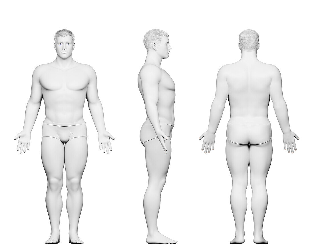 Stocky male body, illustration