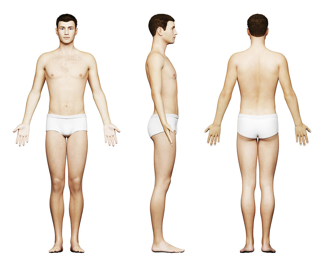 Tall male body, illustration
