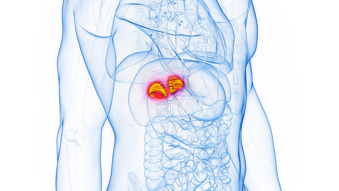 Adrenal glands, illustration