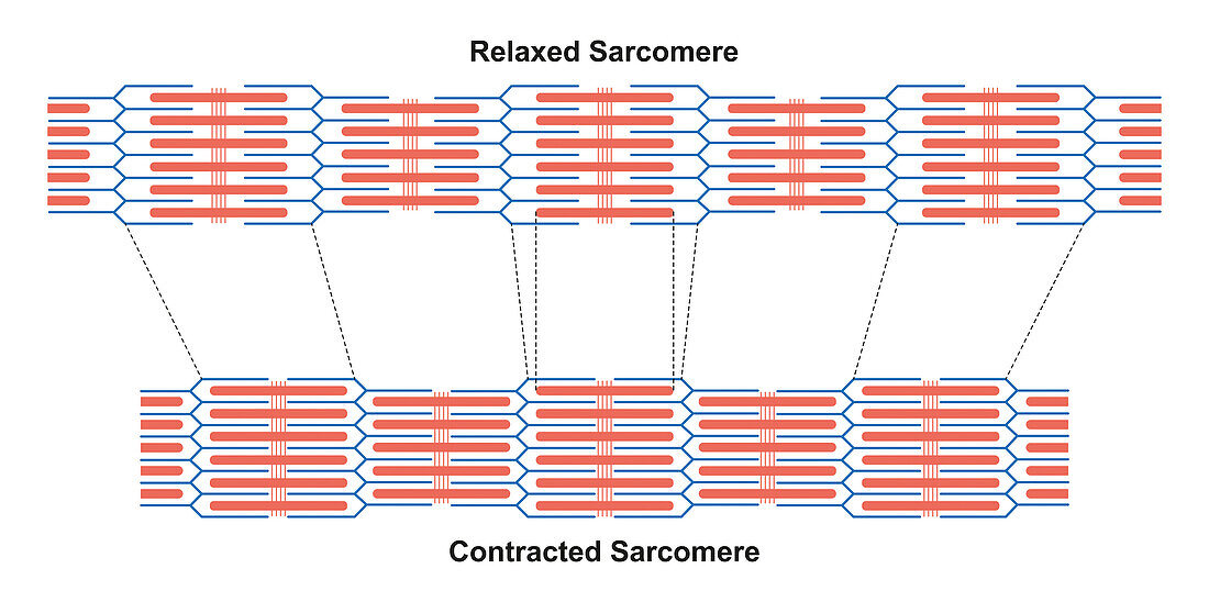 Contracted and relaxed sarcomeres, illustration