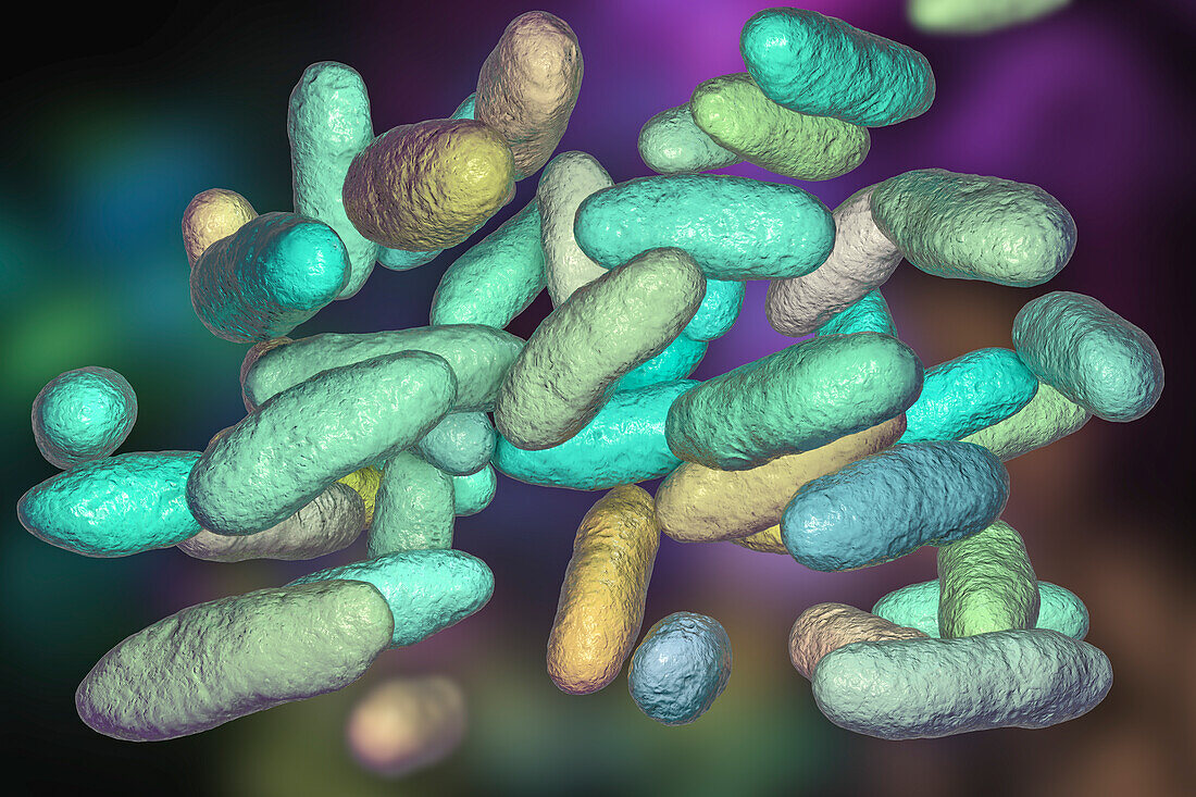 Aeromonas bacteria, illustration