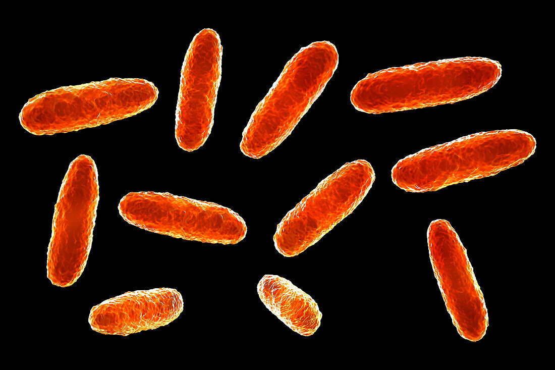 Klebsiella bacteria, illustration