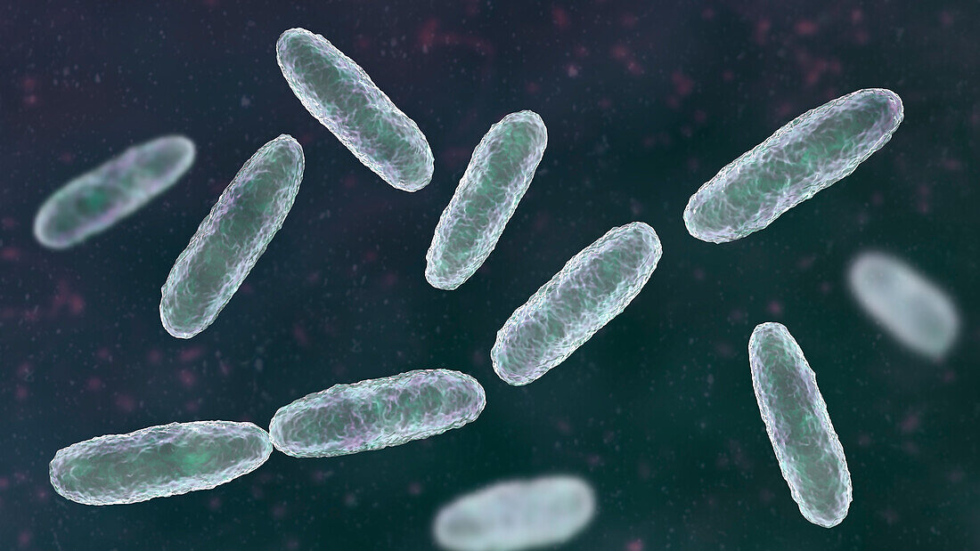 Klebsiella bacteria, illustration