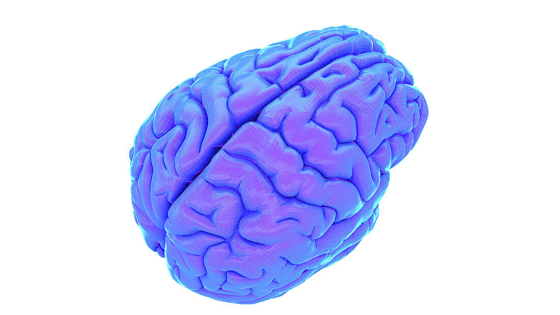 Human brain, illustration