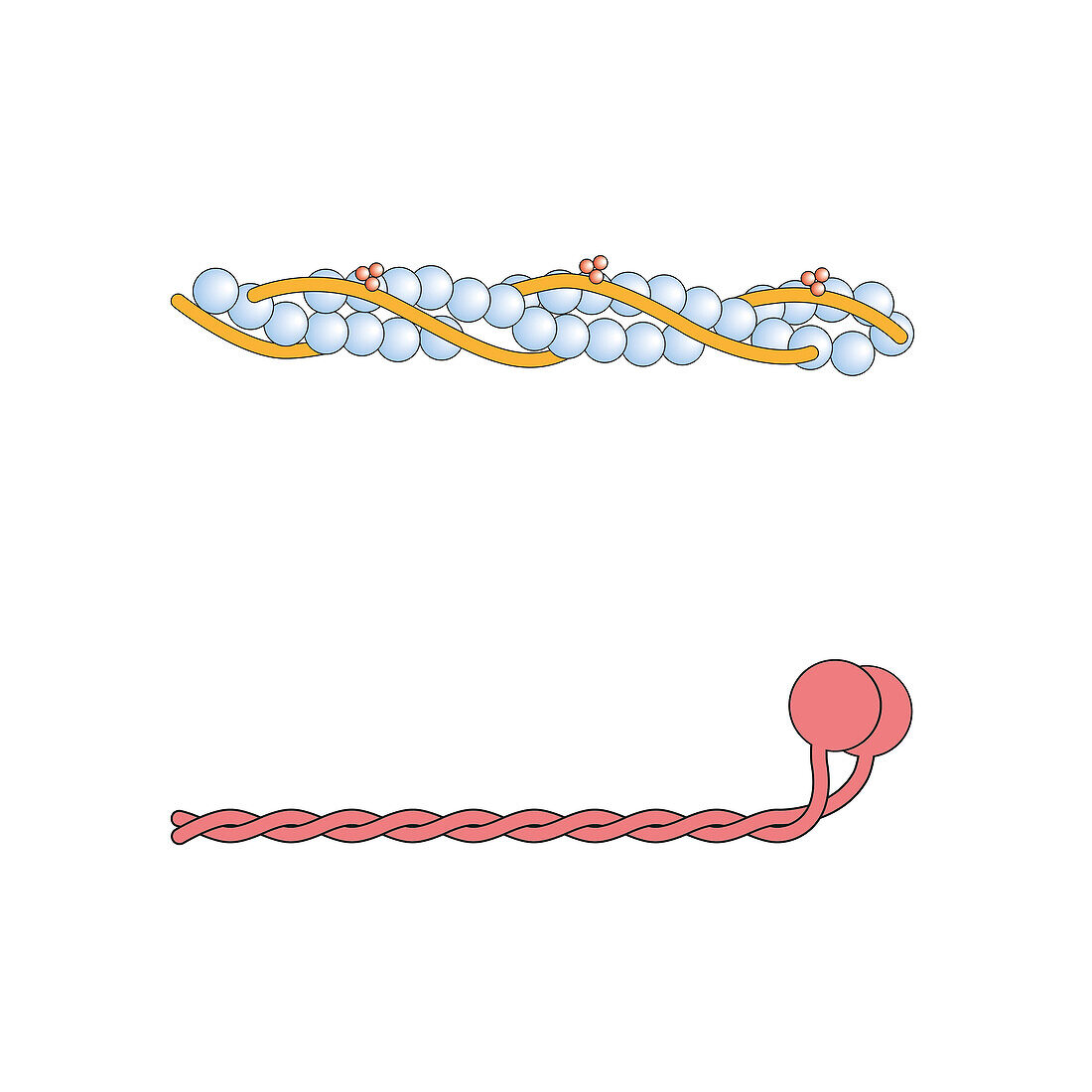 Actin and myosin filaments structure, illustration