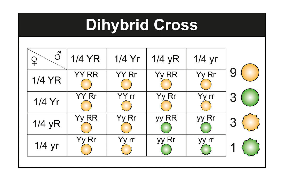 Dihybrid cross, illustration