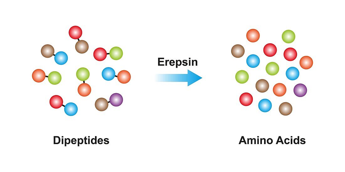 Erepsin enzyme, illustration
