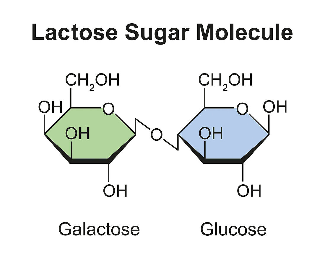 Lactose sugar molecule, illustration