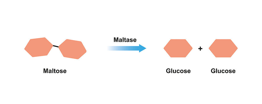 Maltase enzyme action, illustration, illustration