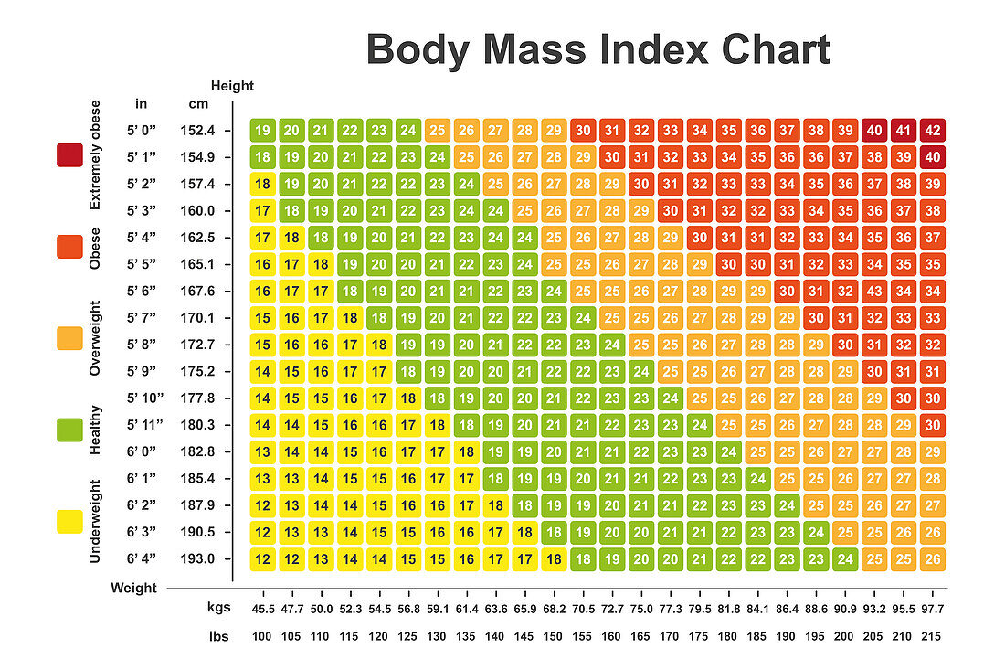 Body mass index chart, illustration