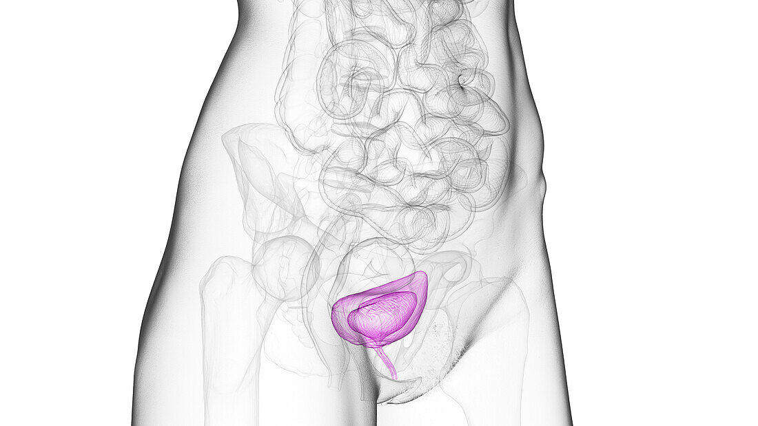 Urinary bladder and urethra, illustration