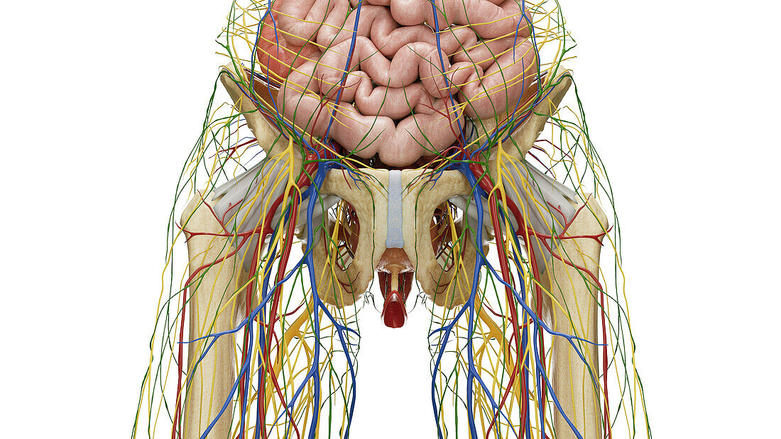 Organs of the abdomen and pelvis, illustration