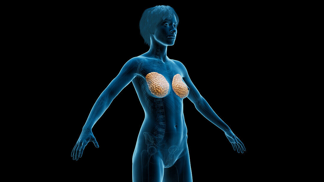 Breast tissue, illustration