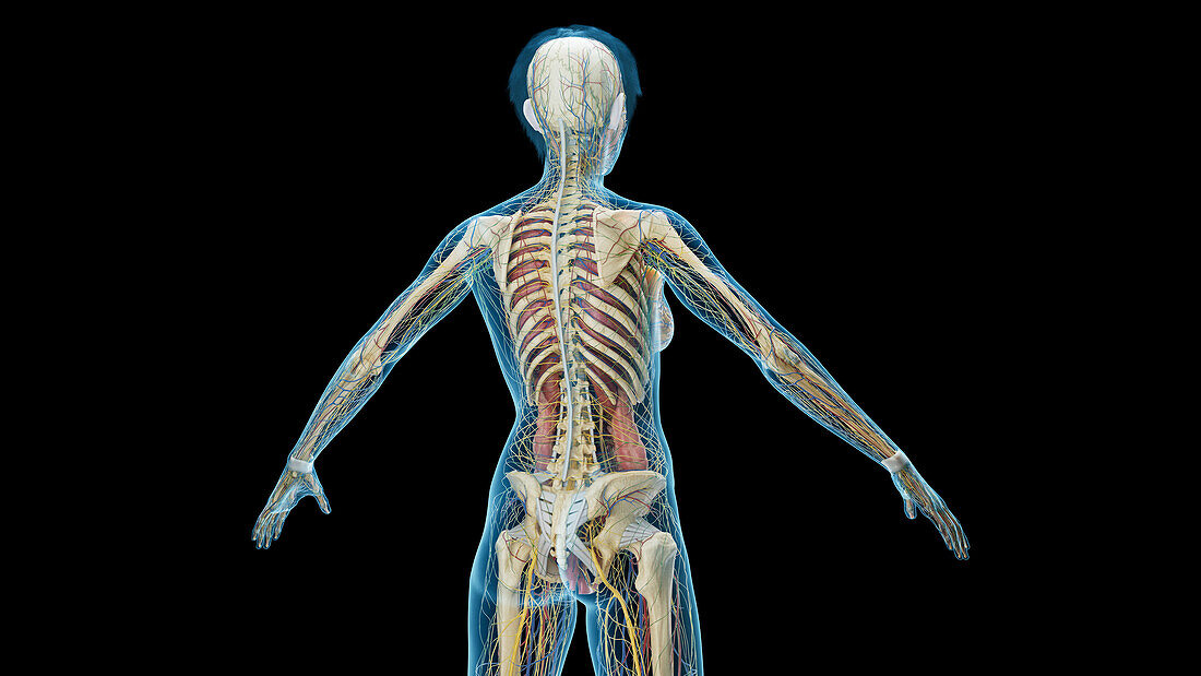 Body systems, illustration