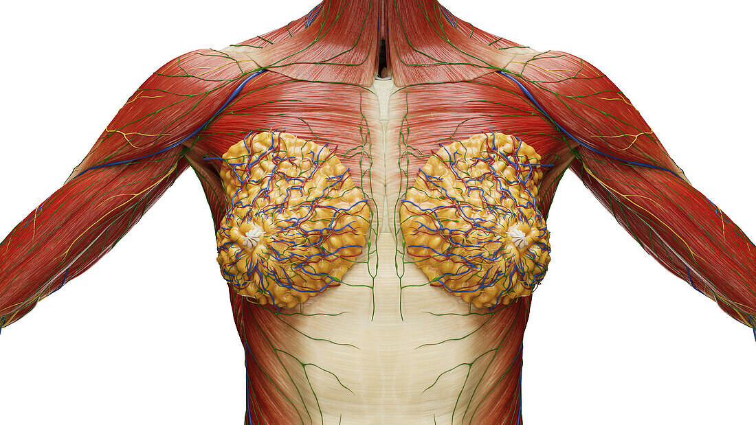 Female chest anatomy, illustration