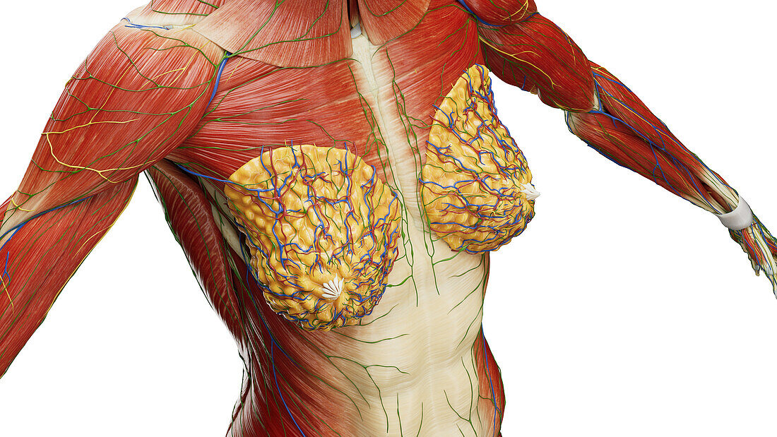Muscles of chest, illustration