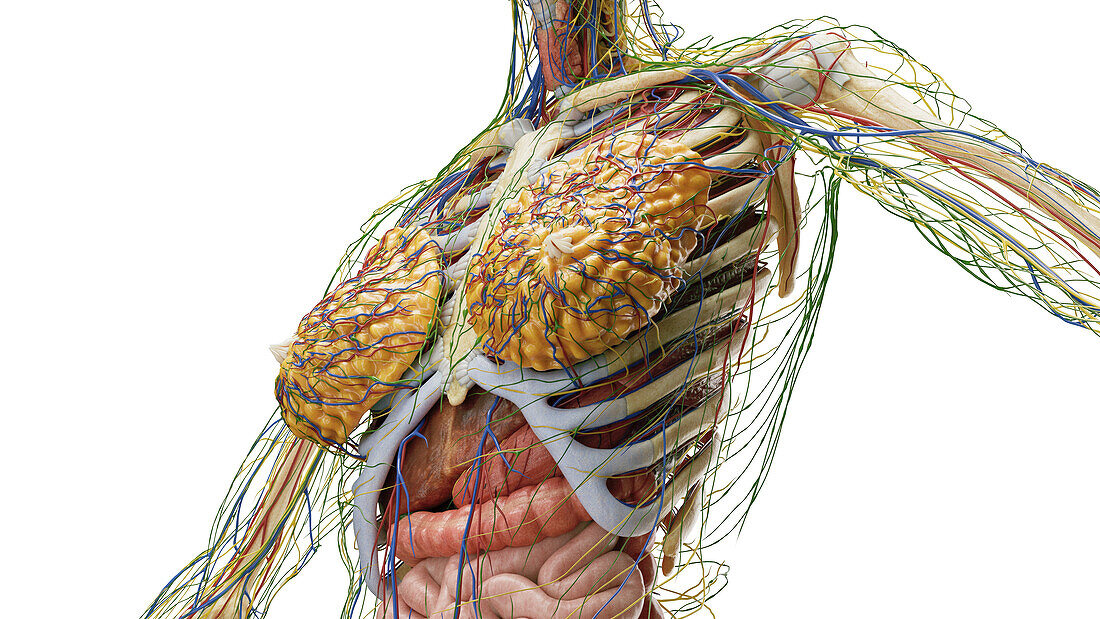 Internal organs, illustration