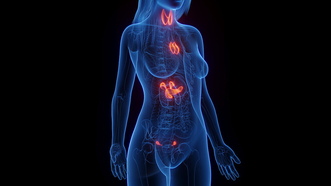 Female endocrine system, illustration