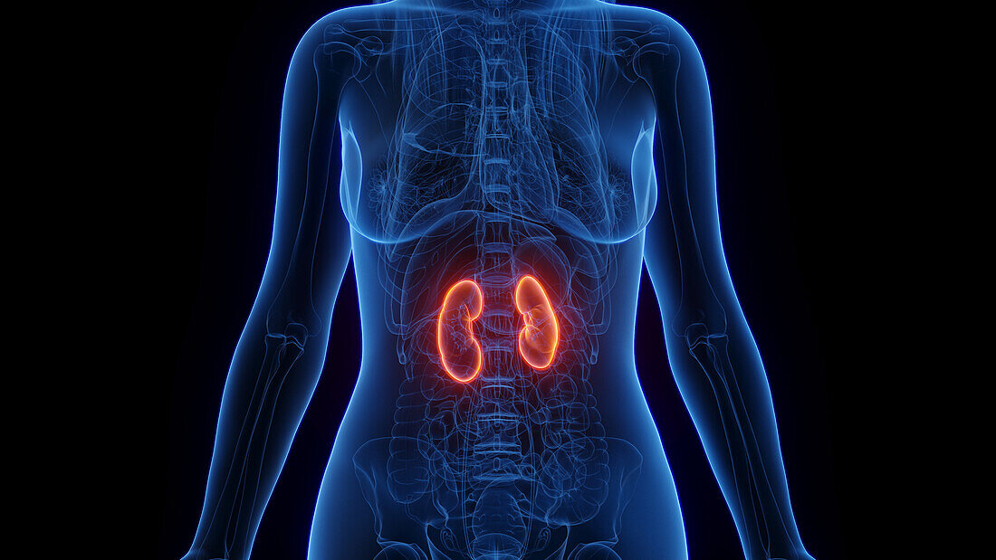 Female kidney, illustration