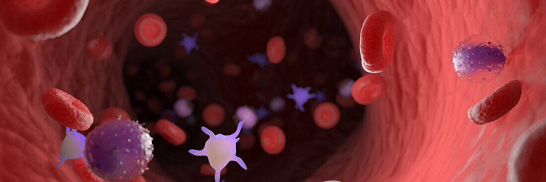 Circulating blood cells, illustration