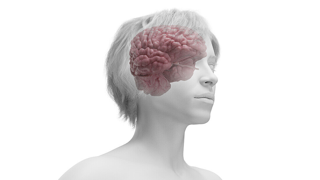 Female brain, illustration