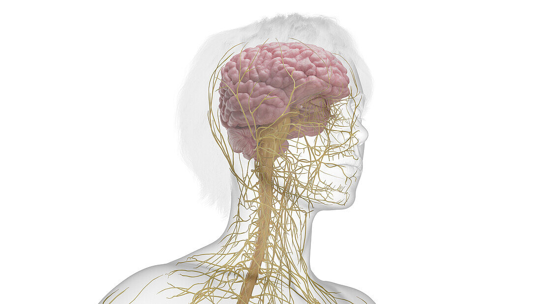 Female central nervous system, illustration