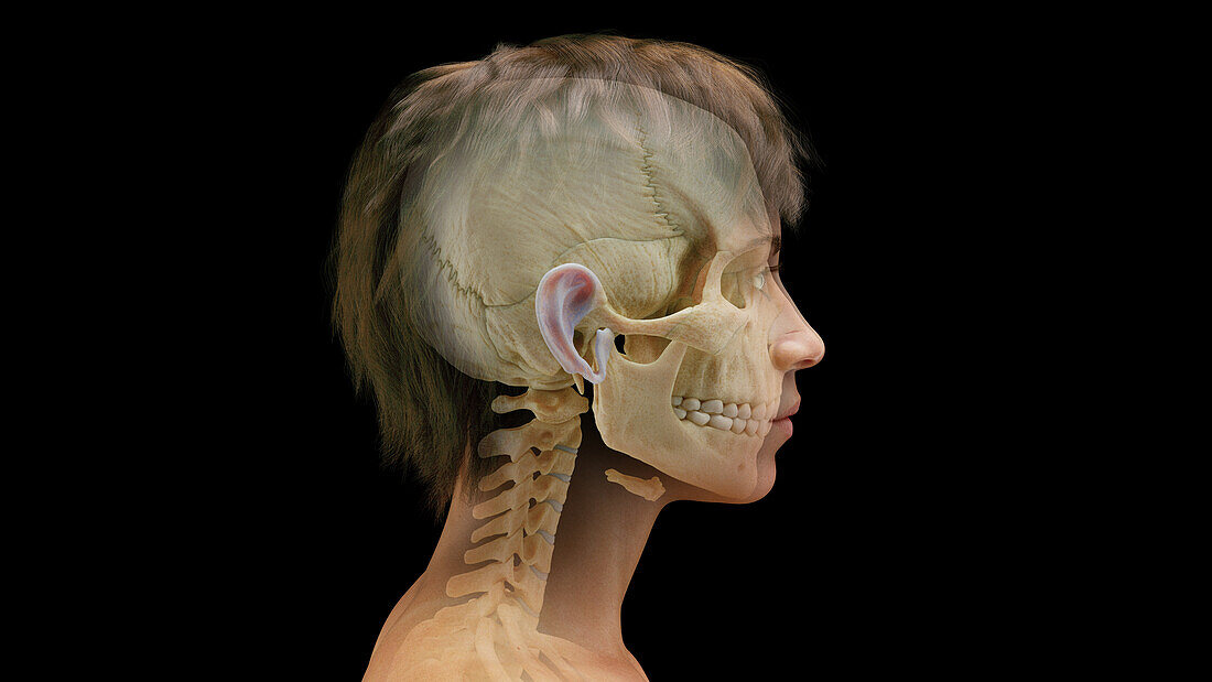 Female skull, illustration