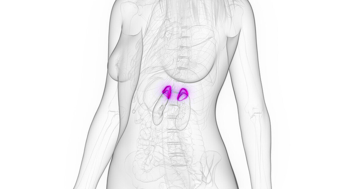 Female adrenal glands, illustration