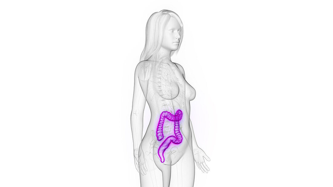 Female colon, illustration