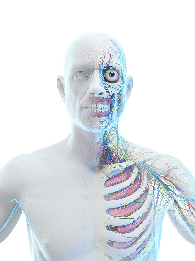 Organs of the torso, illustration