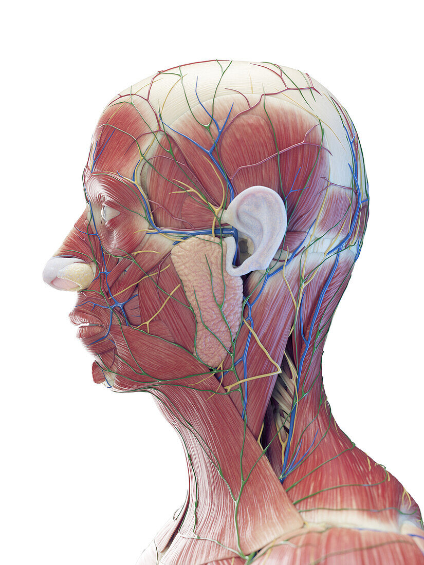 Male head muscles, illustration