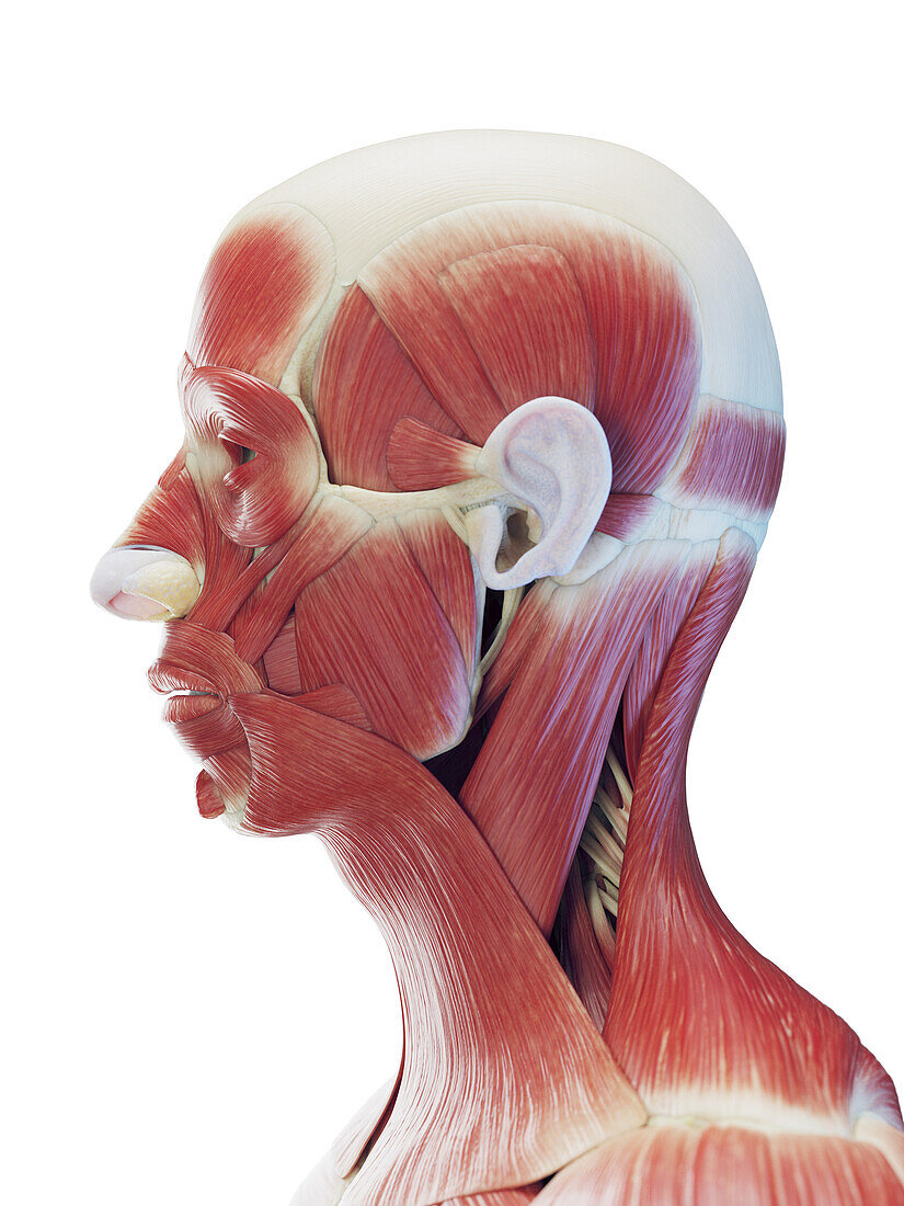Male head and neck muscles, illustration