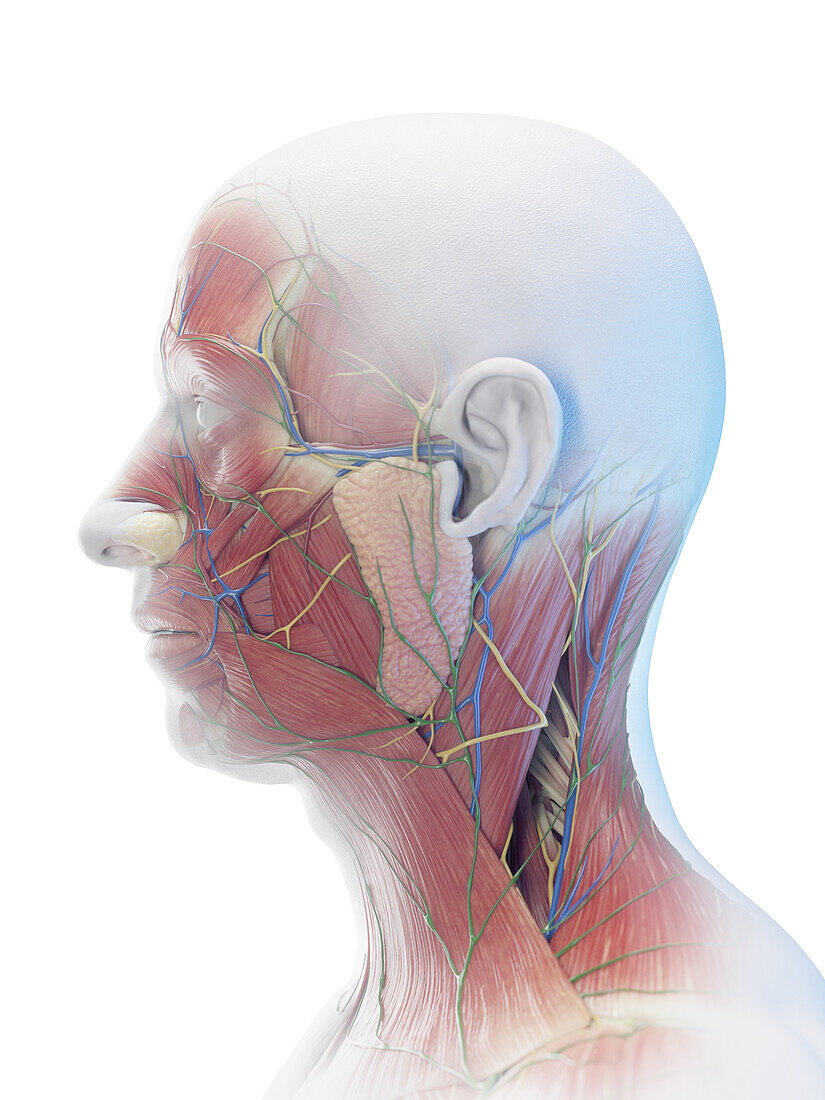 Male head and neck muscle, illustration
