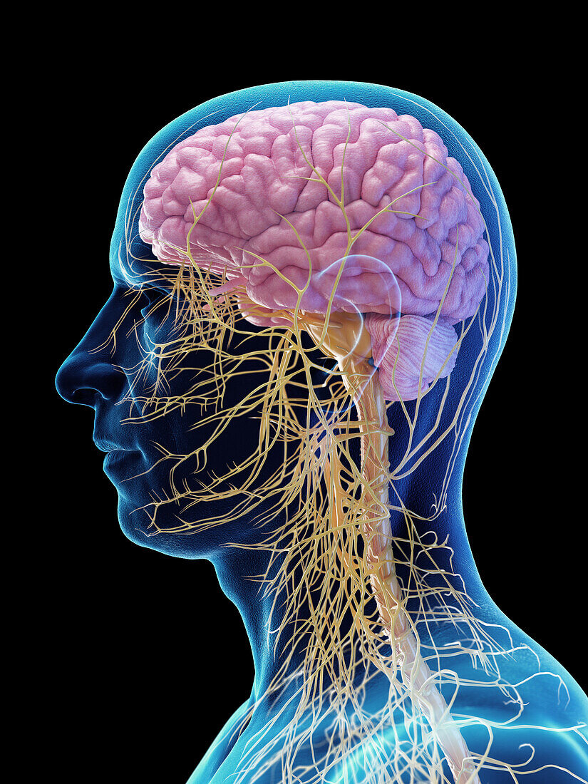 Male central nervous system, illustration