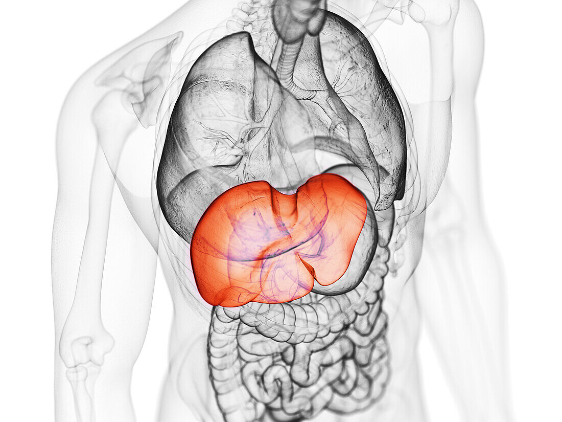 Liver, illustration