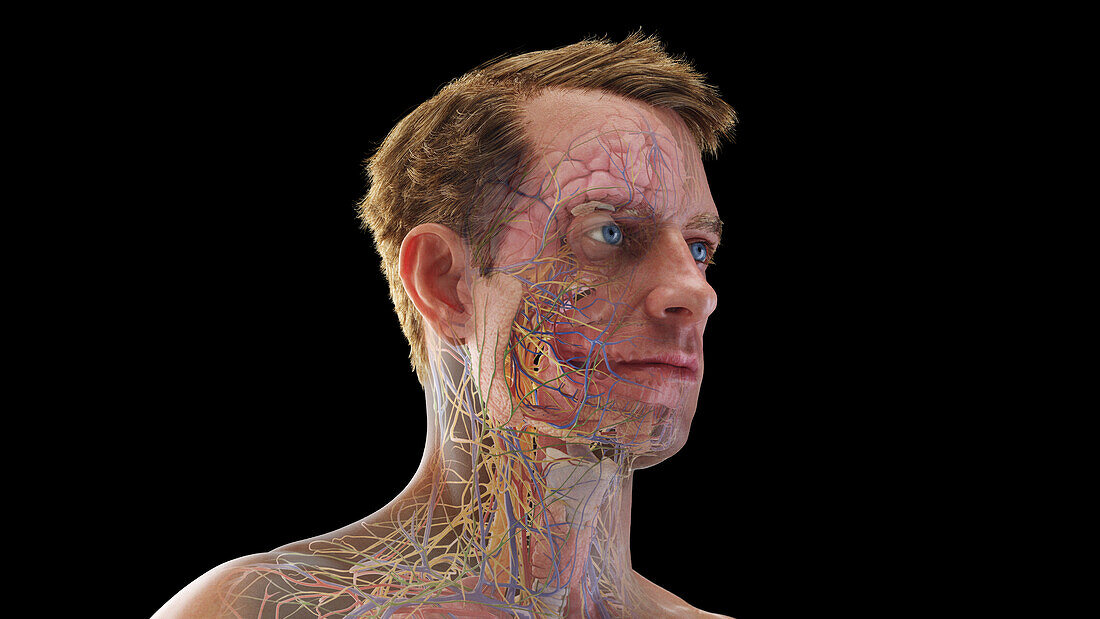 Internal organs of the head, illustration