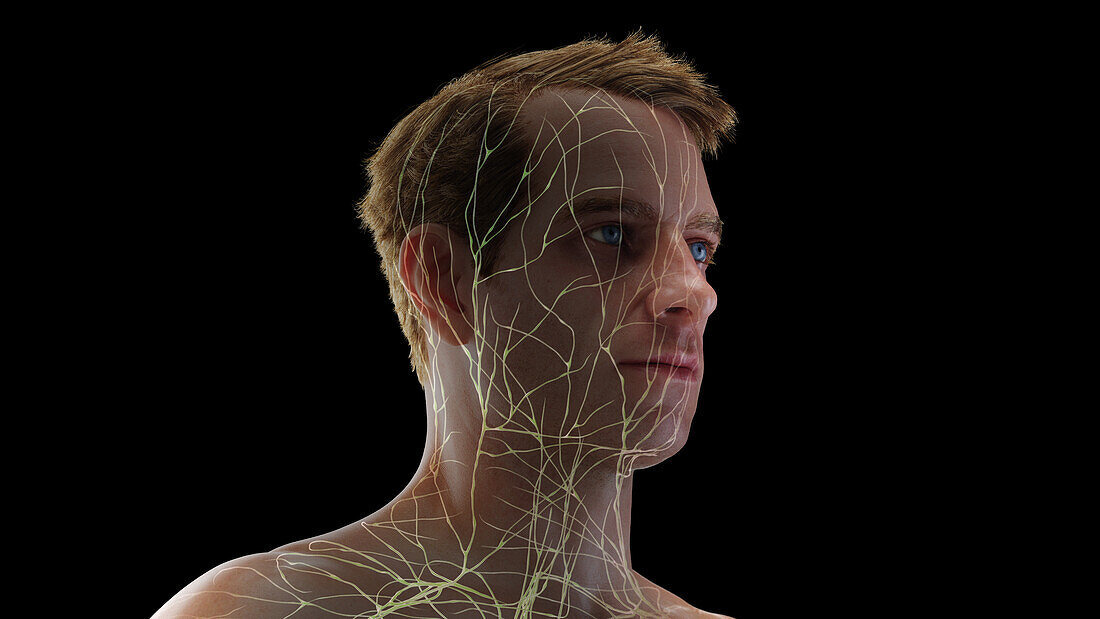 Lymphatic vessels of the head, illustration
